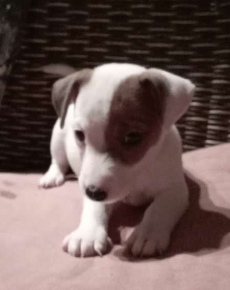 À réserver bb jack russell terrier mâle